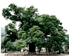 나무 : 느티나무